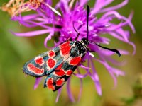 Schmetterlinge und ihre Lebensräume