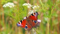 Hereinspaziert! Entdecke die Energie- und Umweltstation! Schwerpunktthema: Würmer, Insekten & Co