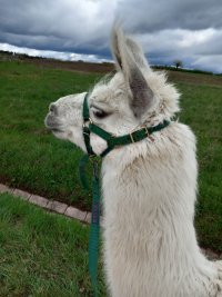 Wege aus dem Burnout - Lama Therapie - EMDR Therapie