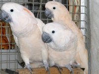 Große, artenreiche Vogelschau mit Aquarienschau