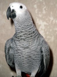 Große, artenreiche Vogelschau mit Aquarienschau