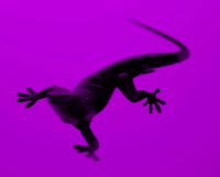 Silhouette einer Eidechse mit langem Schwanz vor violettem Hintergrund.