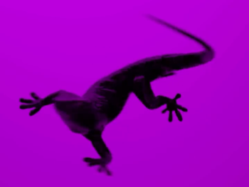 Silhouette einer Eidechse mit langem Schwanz vor violettem Hintergrund.