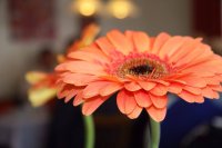 Nahaufnahme einer orangefarbenen Gerbera-Blüte in einem unscharf abgebildeten Innenraum.