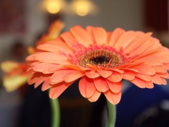 Nahaufnahme einer orangefarbenen Gerbera-Blüte in einem unscharf abgebildeten Innenraum.