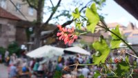 Rote Geranienblüte im Vordergrund, im unscharfen Hintergrund Sonnenschirme und zahlreiche Menschen an Tischen in einem Innenhof.