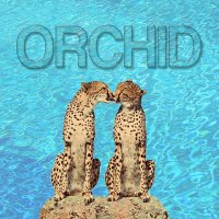 Orchid