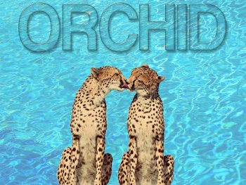 Orchid