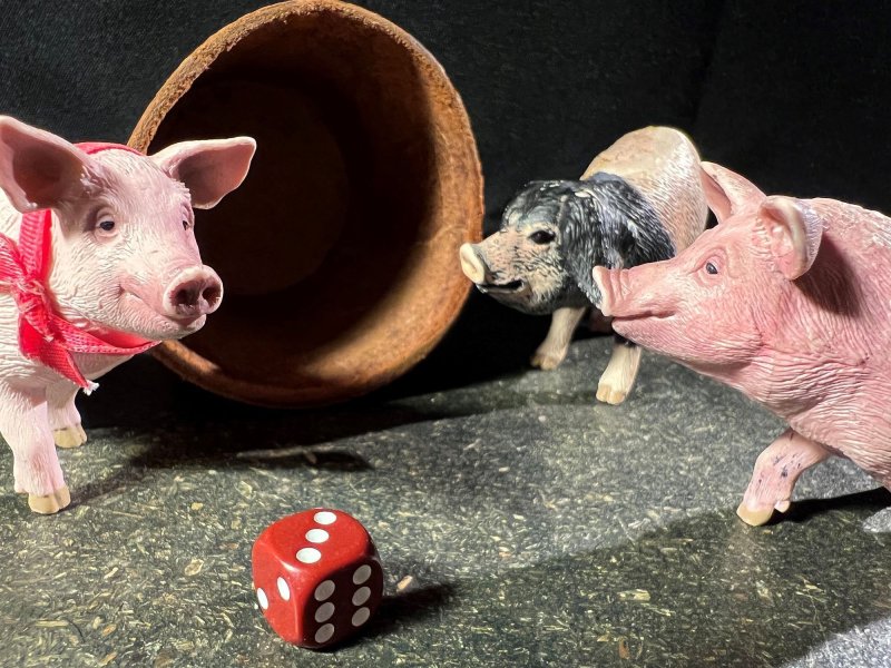 Close-up of three small miniature pigs against black background. In front of them is a red dice. Behind them lies a dice cup on its side.