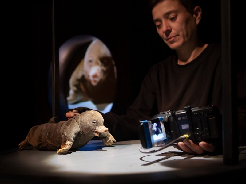 A person in black clothing controls a mole puppet with one hand and films it with the other. The recorded video is projected in the background.