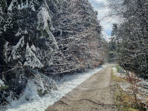 Verschneite Tannen an einem Forstweg.