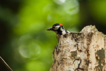 Bild zur Veranstaltung