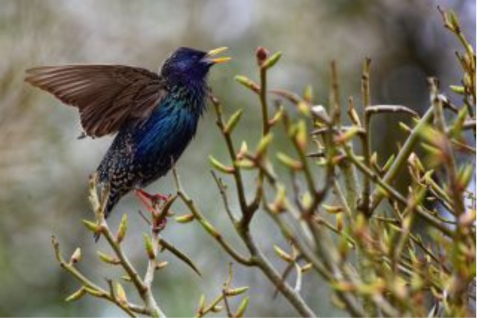 Star mit geöffnetem Schnabel und ausgebreiteten Flügeln sitzt auf Zweigen mit Knospen.