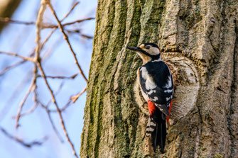 Buntspecht mit schwarz-weißem Gefieder und rotem Bauch sitzt an einem Baumstamm vor blauem Himmel.