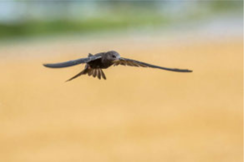 Fliegender Mauersegler mit ausgebreiteten Flügeln vor unscharfem Hintergrund