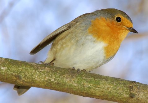 Kleiner Vogel mit oranger Brust und graubraunem Gefieder sitzt auf einem Ast