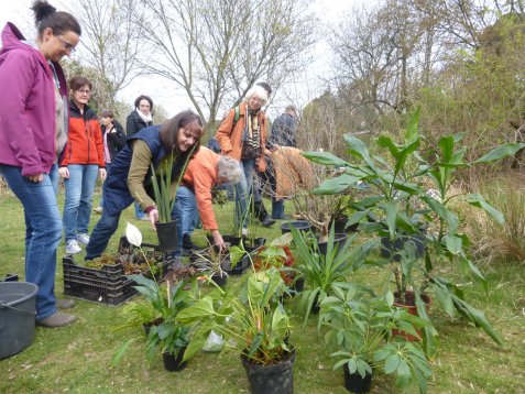 Gruppe von Menschen arrangiert verschiedene Topfpflanzen im Freien auf einer Wiese