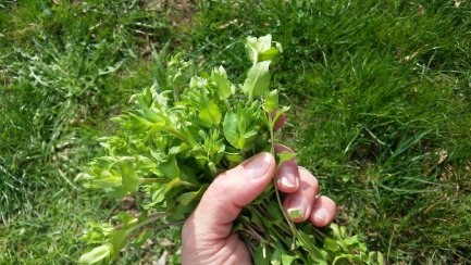 Hand hält einen kleinen Strauß grüner Blätter vor Grasboden