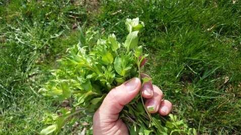 Hand hält einen kleinen Strauß grüner Blätter vor Grasboden