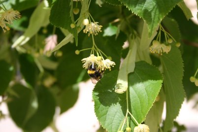 Nahaufnahme einer Hummel an den kleinen gelben Blüten an einem Zweig mit grünen Blättern der Linde.