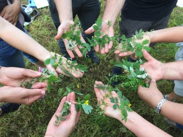 Mehrere Hände halten verschiedene grüne Pflanzen mit Blättern und kleinen Blüten über einer Grasfläche