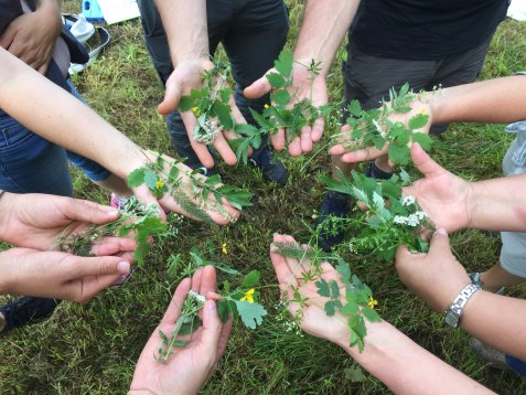 Mehrere Hände halten verschiedene grüne Pflanzen mit Blättern und kleinen Blüten über einer Grasfläche