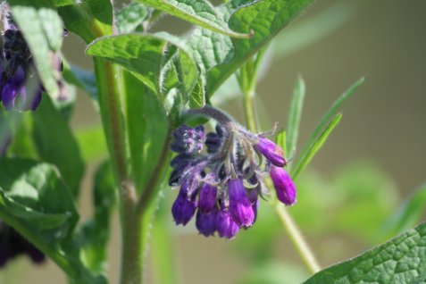 Nahaufnahme einer Pflanze mit grünen Blättern und hängenden violetten Blüten