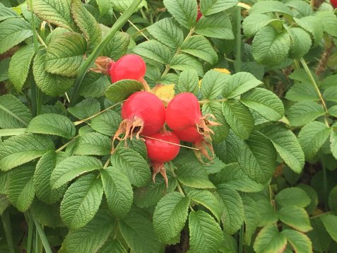 Gruppe von roten Hagebutten an einem Strauch mit grünen, gezackten Blättern