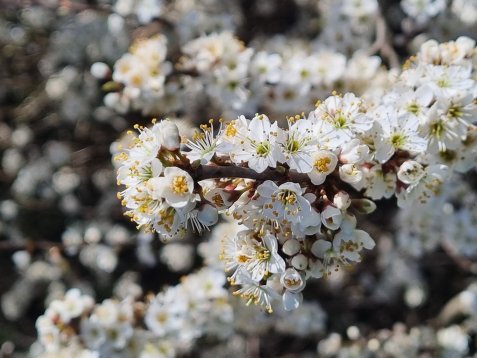 Nahaufnahme von weißen Blüten und gelben Staubgefäßen