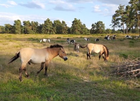 Bild zur Veranstaltung