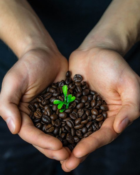 Zwei offene Hände halten eine kleine Menge Kaffeebohnen mit einem kleinen grünen Keimling in der Mitte