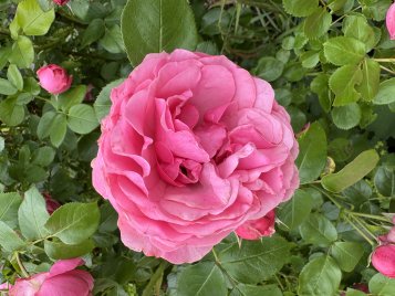 Nahaufnahme einer geöffneten rosa Rose