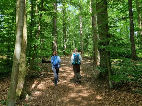 Zwei Personen mit Rucksäcken wandern auf einem schattigen Waldweg zwischen hohen, grünen Laubbäumen.