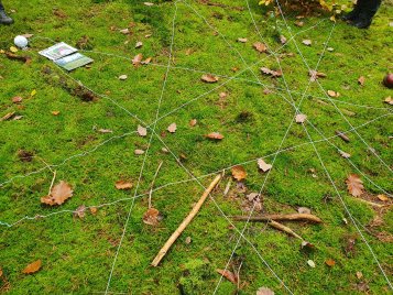 Waldboden mit Moos und Netz