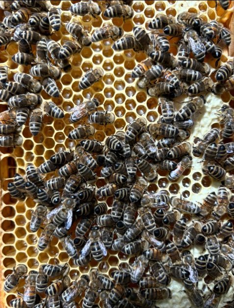 Zahlreiche Honigbienen bedecken dicht eine Wabe mit gefüllten Zellen aus mit Honig.