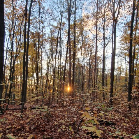 Fürther Stadtwald im Herbst