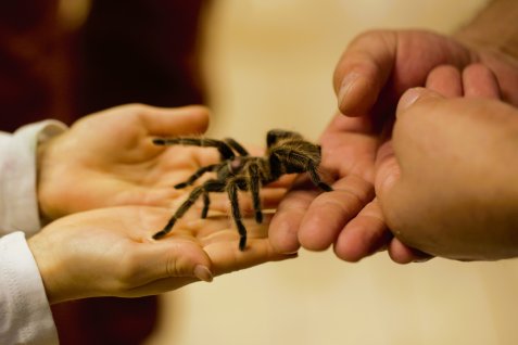 Eine Vogelspinne krabbelt von einer ausgestreckten Hand auf eine andere.