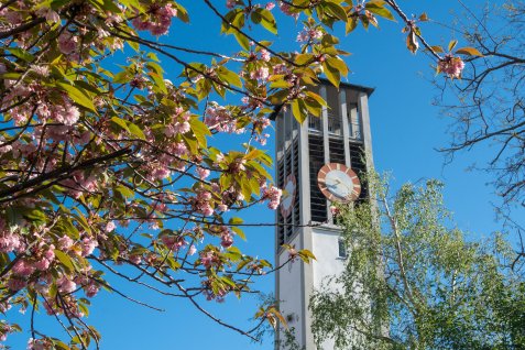 Kirchturm mit Uhr hinter blühendem Baum an sonnigem Tag.
