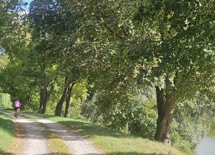 Eine Person fährt mit dem Fahrrad auf einem schmalen Weg entlang eines baumgesäumten Gewässers.