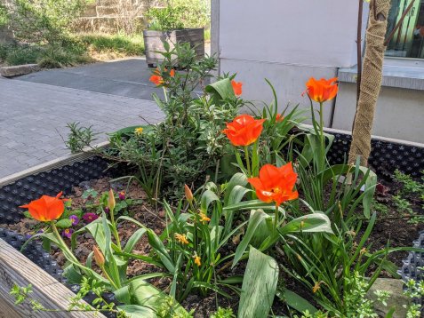 Orangefarbene Tulpen blühen in einem Hochbeet vor einem Gebäude.
