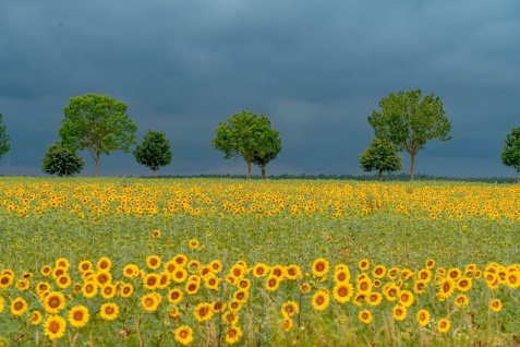 Ein blühendes Sonnenblumenfeld erstreckt sich bis zum Horizont, gesäumt von einzelnen Bäumen unter einem dunklen, wolkenverhangenen Himmel.