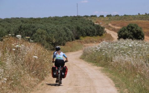 Eine Person mit Helm und Gepäcktaschen fährt mit dem Fahrrad auf einem sandigen Feldweg durch eine von Olivenbäumen und blühenden Wiesen gesäumte Landschaft.