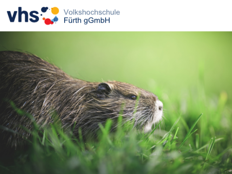 Eine Biber sitzt im Gras, darüber das Logo der Volkshochschule Fürth gGmbH.